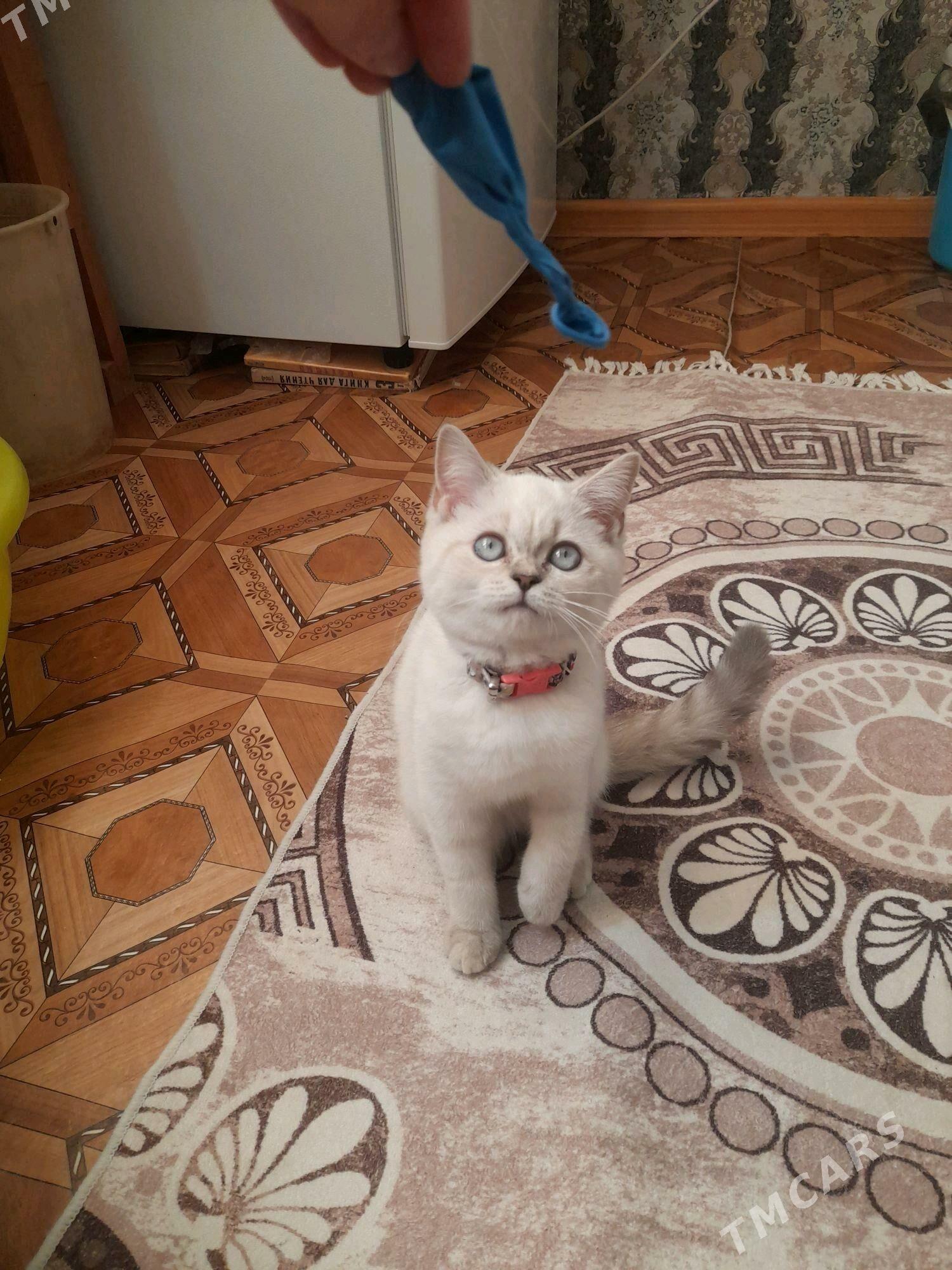 Шотландский котёнок - Türkmenabat - img 5