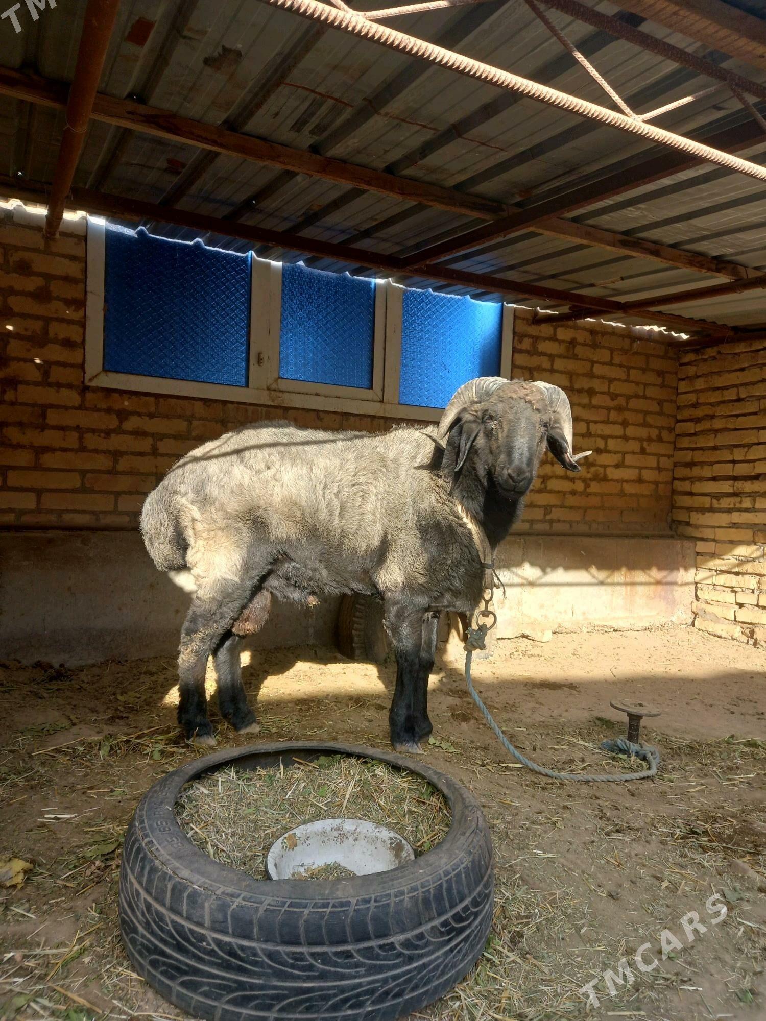 Gockar. - Туркменабат - img 3