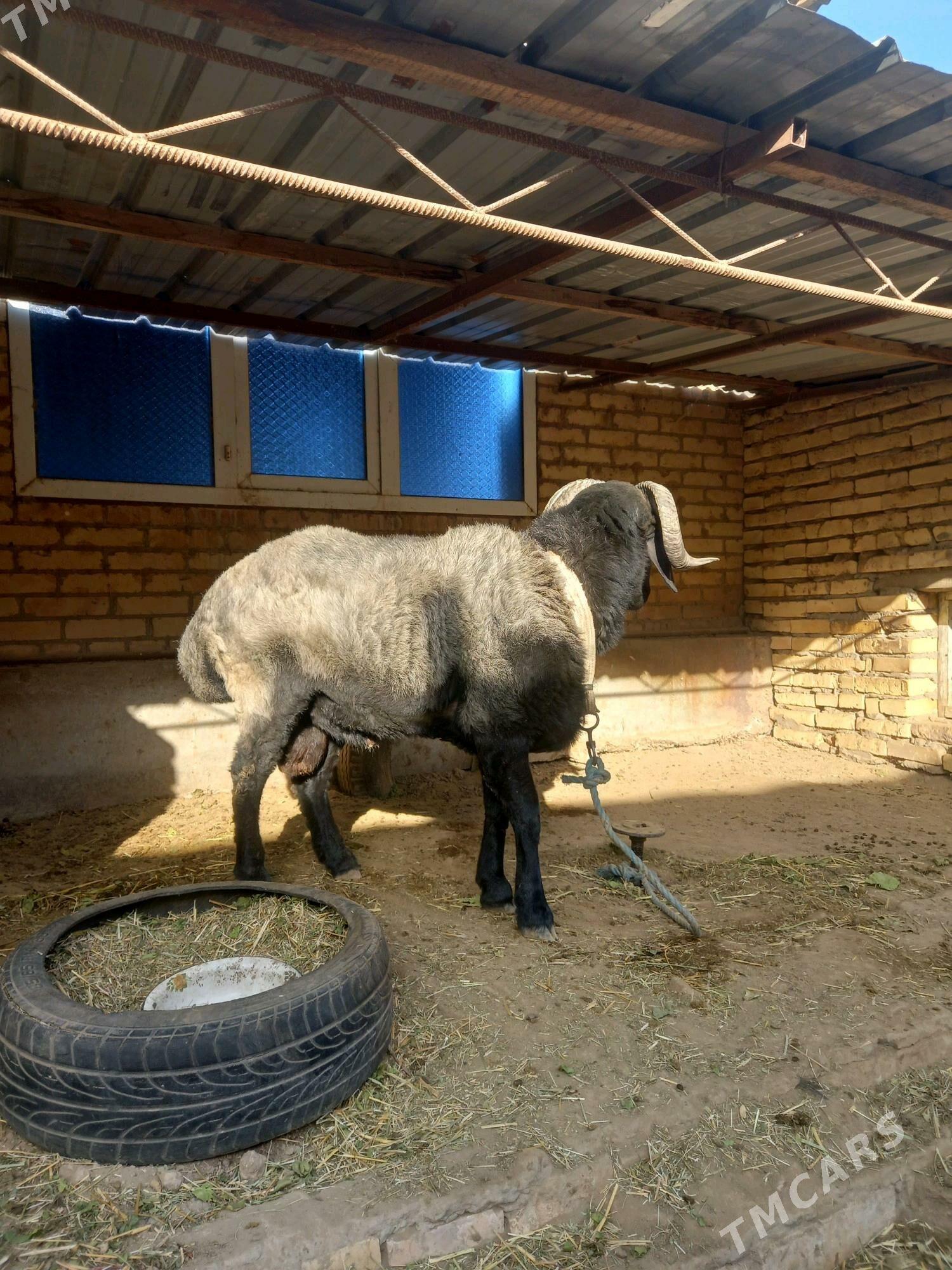 Gockar. - Туркменабат - img 4