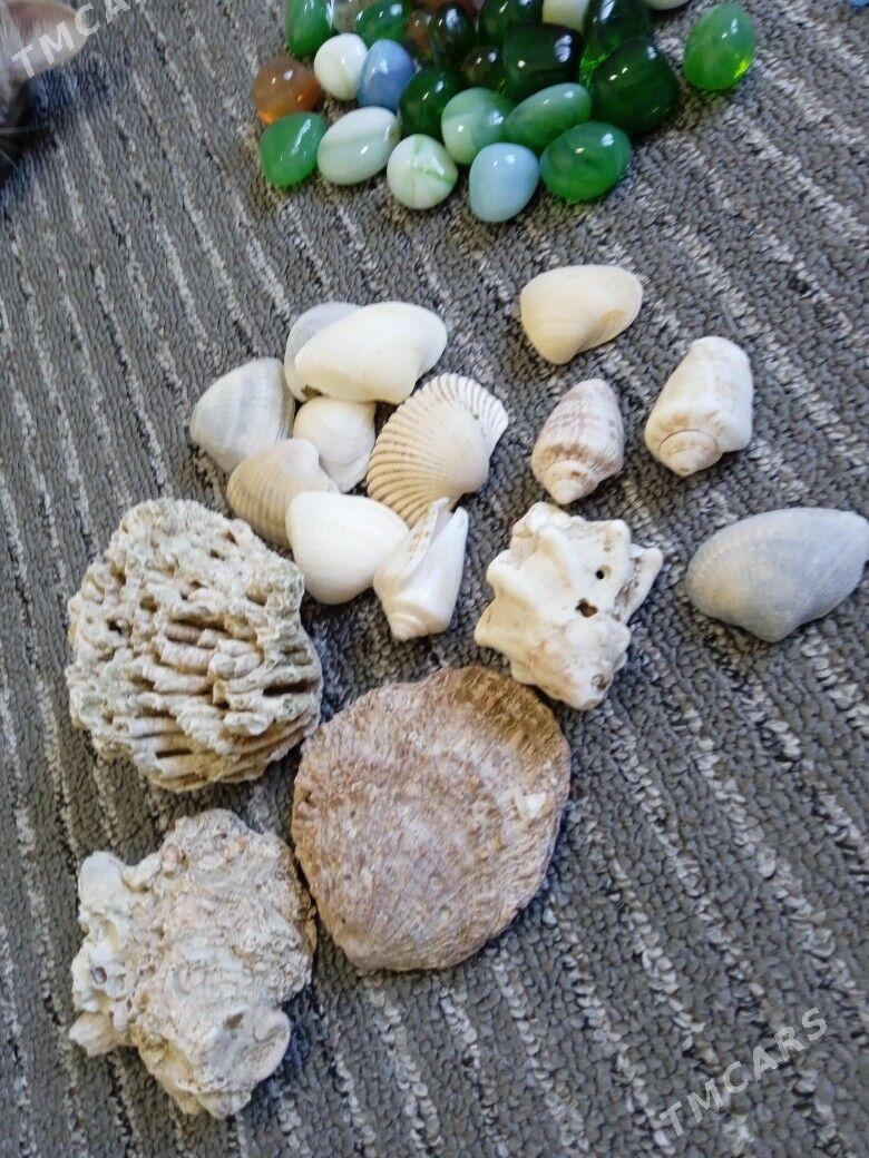 КАМНИ ДЛЯ АКВАРИУМА - Türkmenabat - img 3