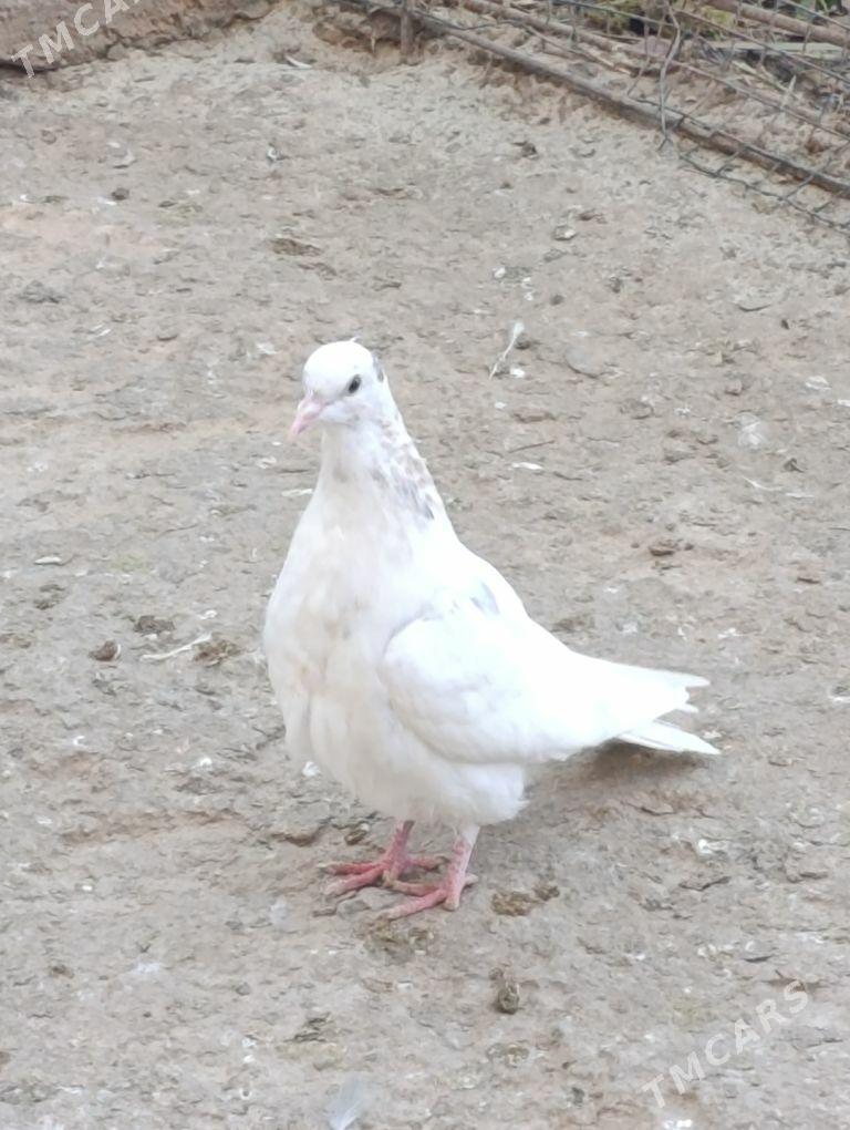 kepdery - 11 mkr - img 5