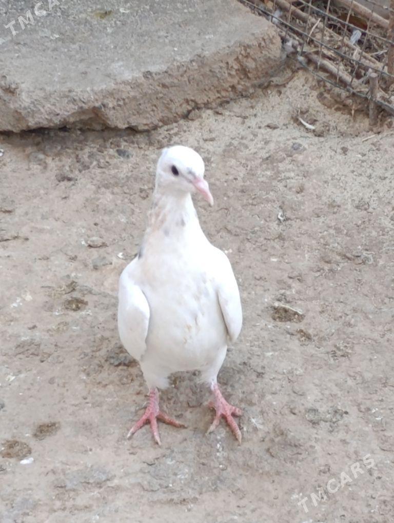 kepdery - 11 mkr - img 3