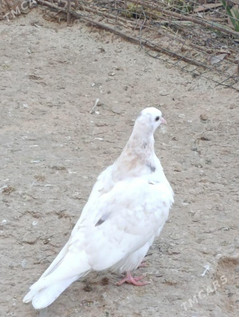 kepdery - 11 mkr - img 9