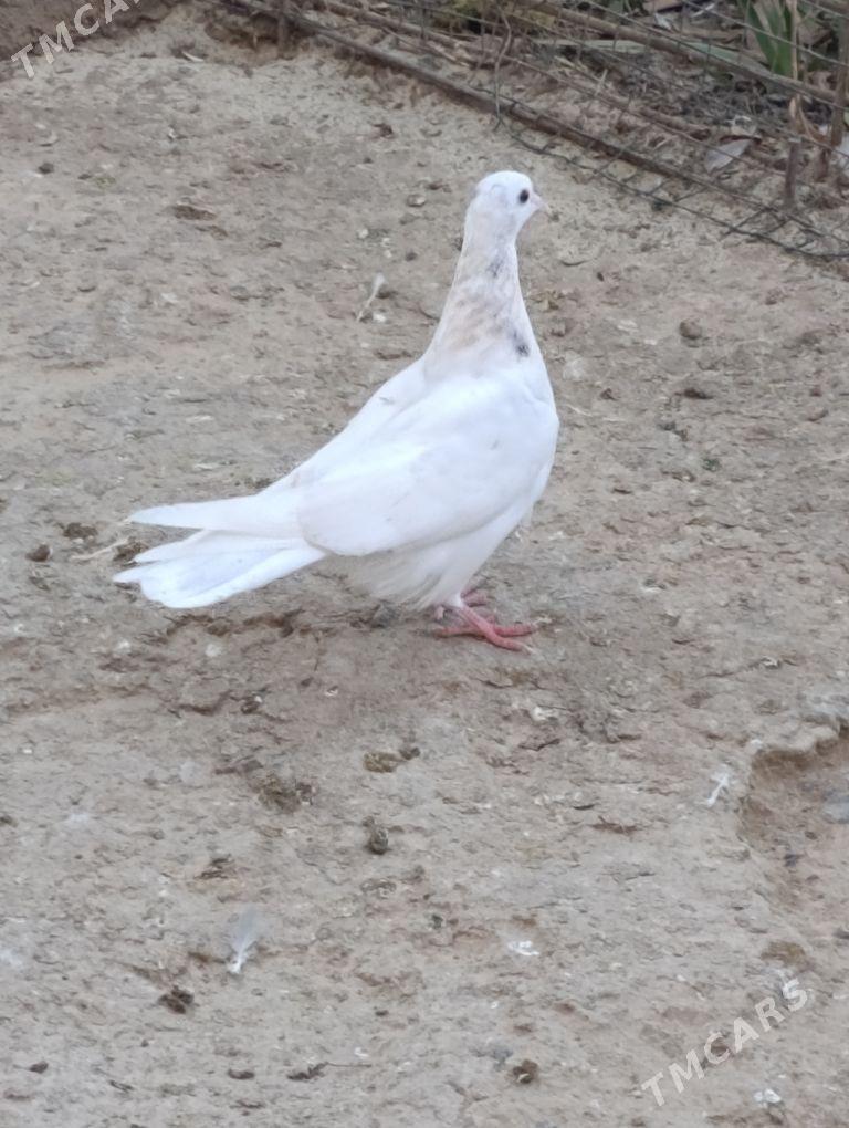 kepdery - 11 mkr - img 8