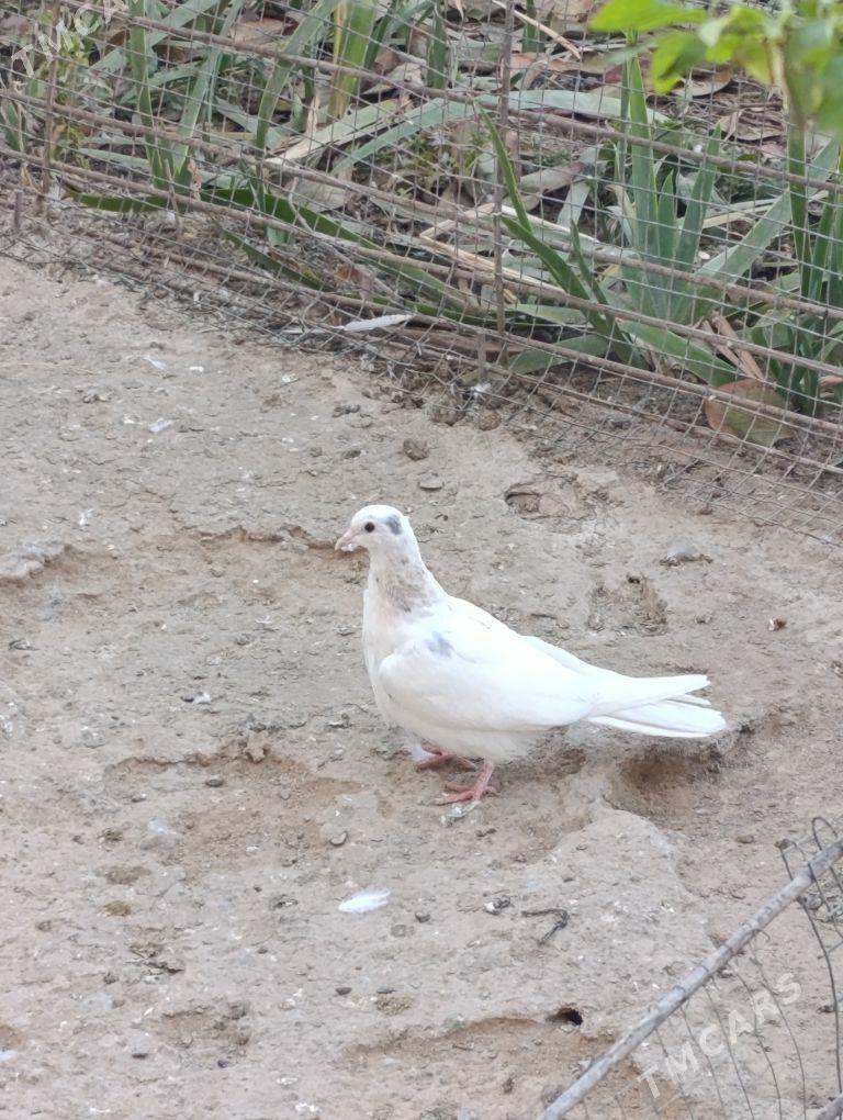 kepdery - 11 mkr - img 4