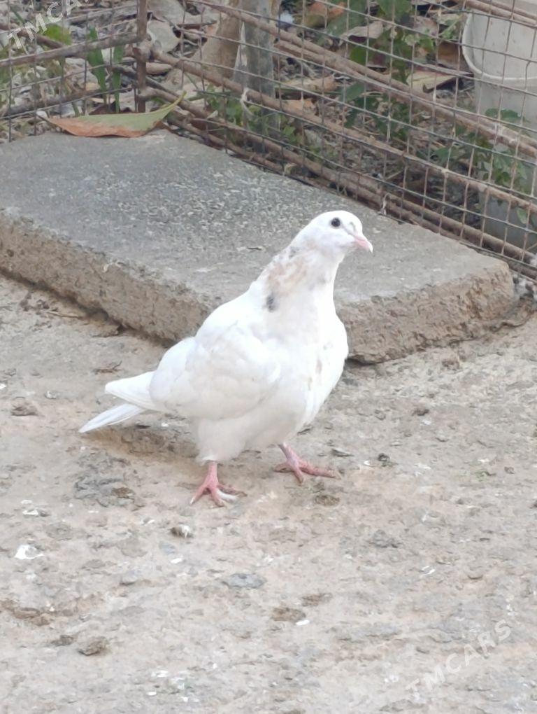 kepdery - 11 mkr - img 7