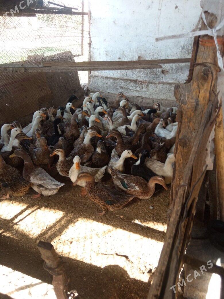 ördek gak gak - Мары - img 5