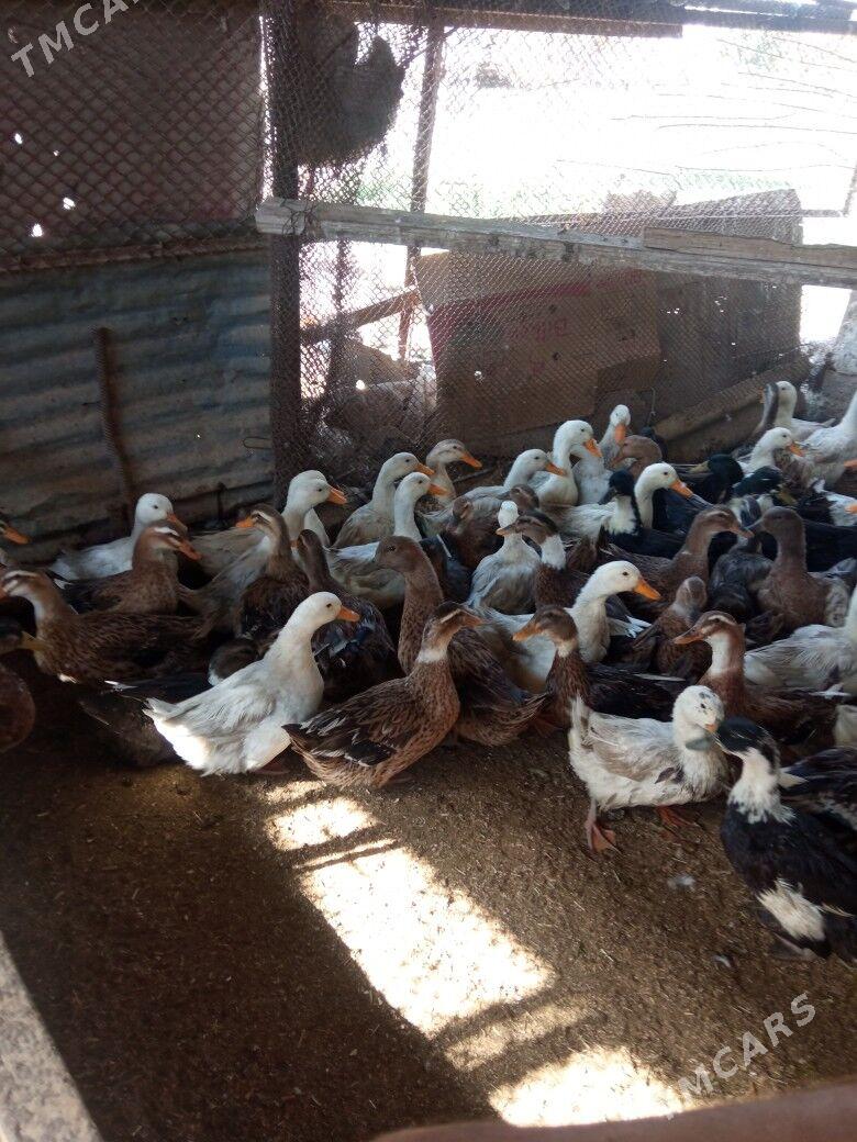 ördek gak gak - Мары - img 2