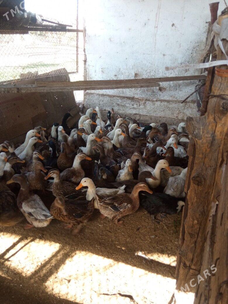 ördek gak gak - Мары - img 9