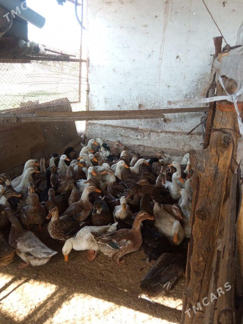 ördek gak gak - Мары - img 7