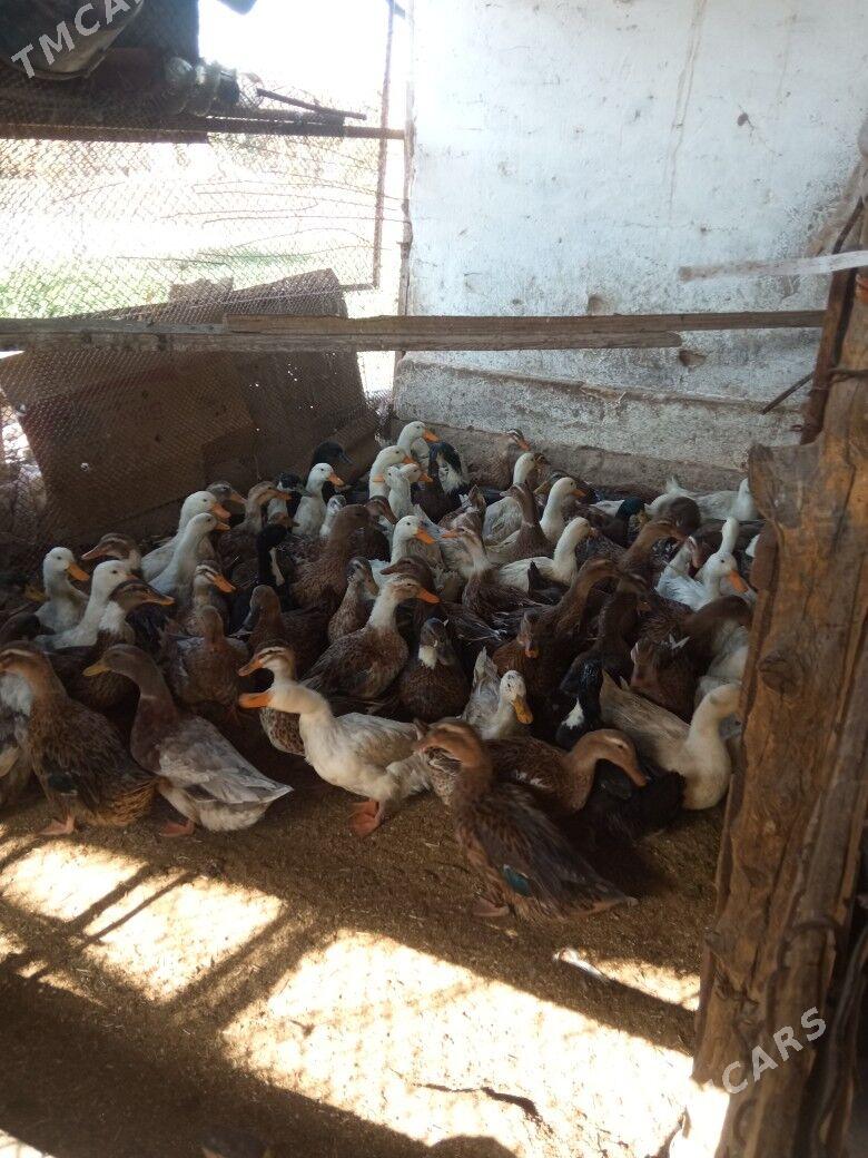 ördek gak gak - Мары - img 6