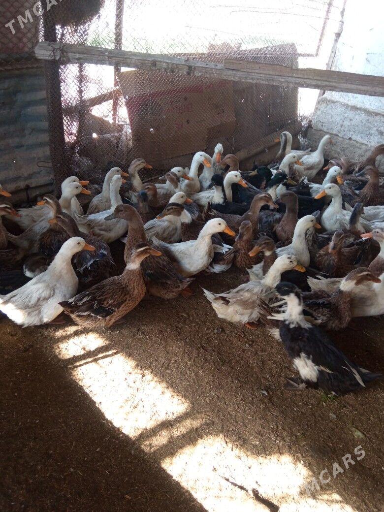 ördek gak gak - Мары - img 3