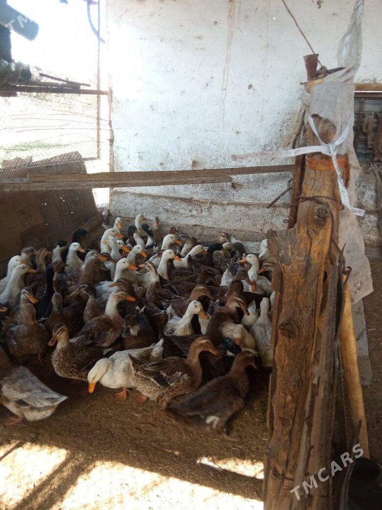 ördek gak gak - Мары - img 8