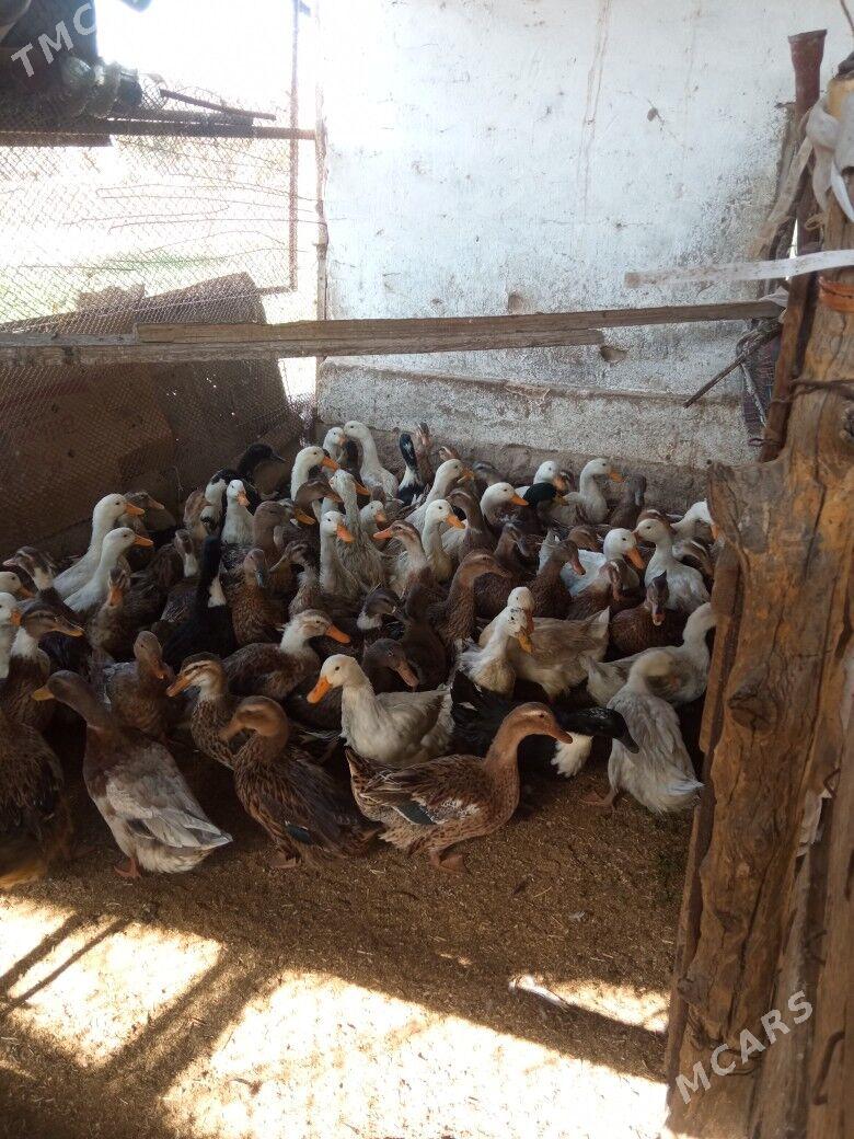 ördek gak gak - Мары - img 10