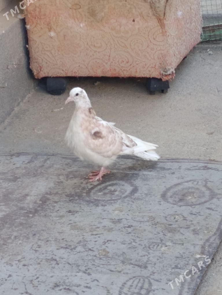 kepdery - 11 mkr - img 9