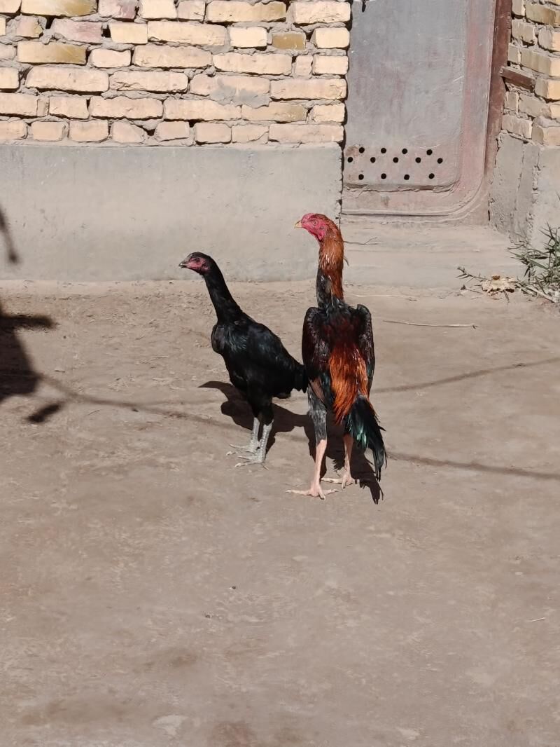 horaz ve touk. - Türkmenabat - img 3