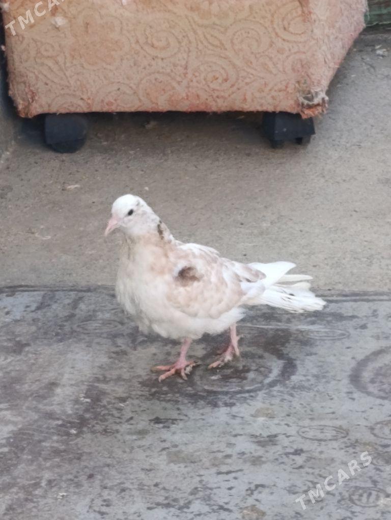 kepdery - 11 mkr - img 8