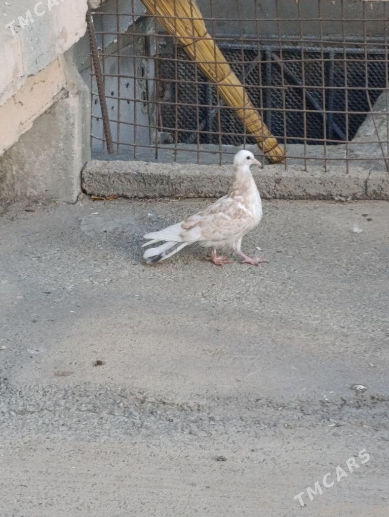 kepdery - 11 mkr - img 10