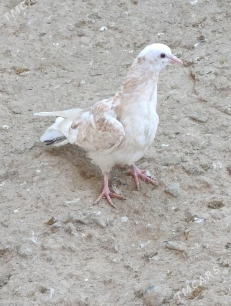 kepdery - 11 mkr - img 4