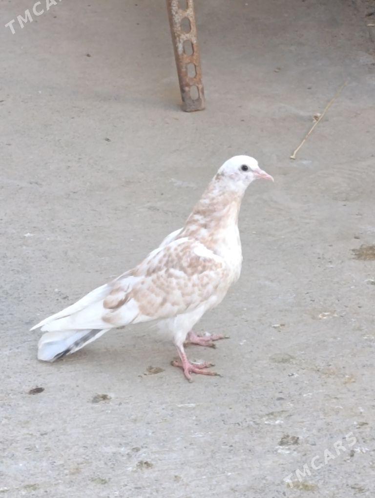 kepdery - 11 mkr - img 7