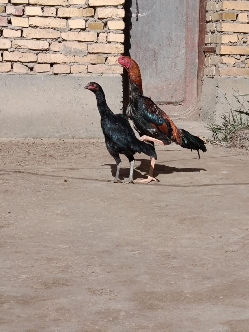 horaz ve touk. - Türkmenabat - img 4