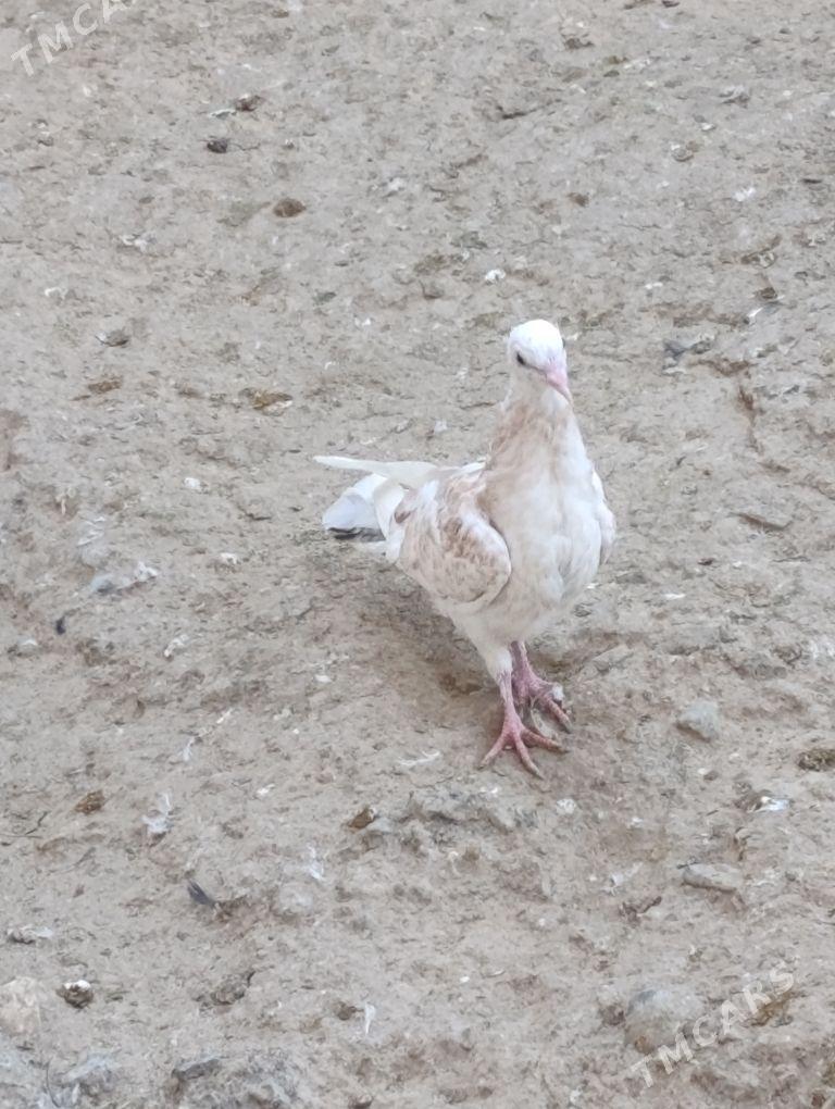 kepdery - 11 mkr - img 3