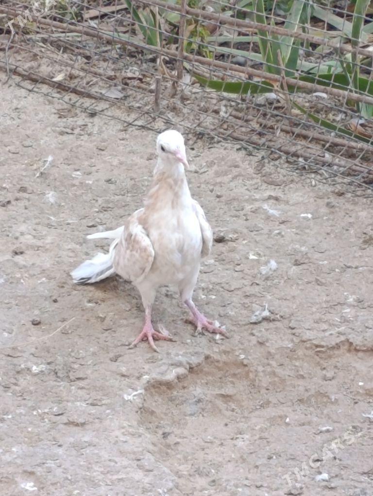 kepdery - 11 mkr - img 6