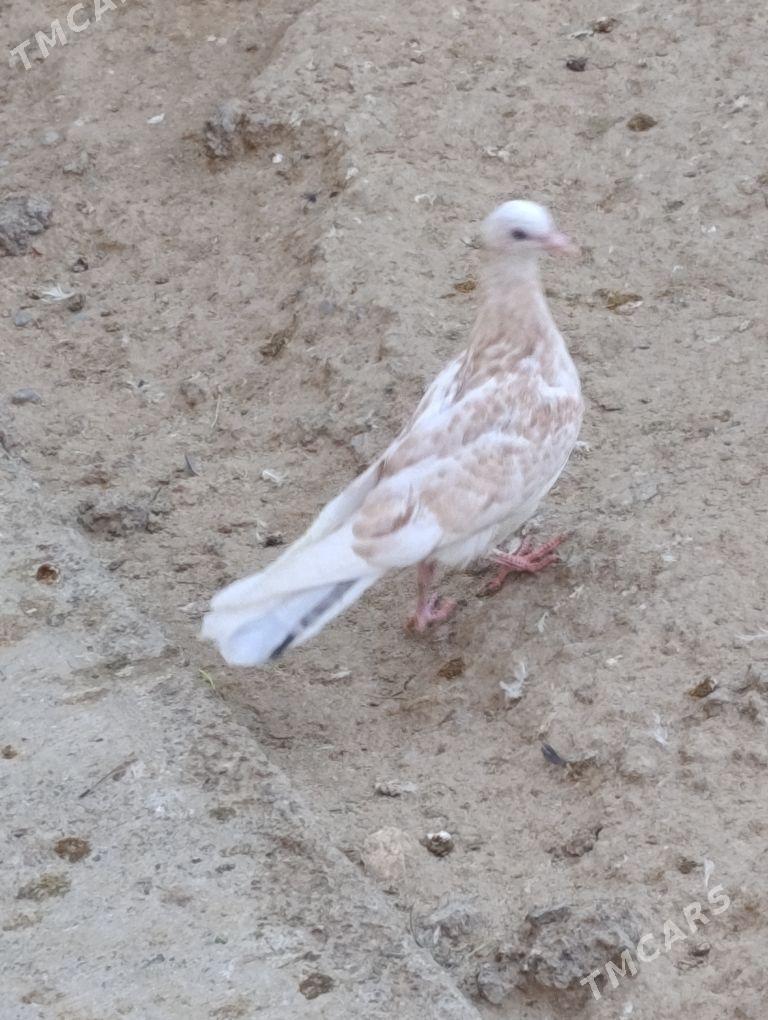 kepdery - 11 mkr - img 2