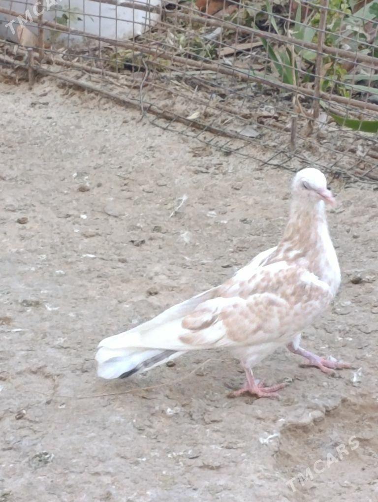 kepdery - 11 mkr - img 5