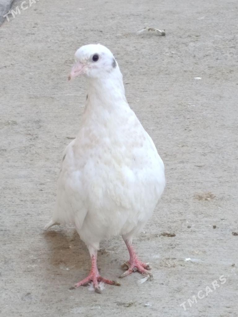 kepdery - 11 mkr - img 4