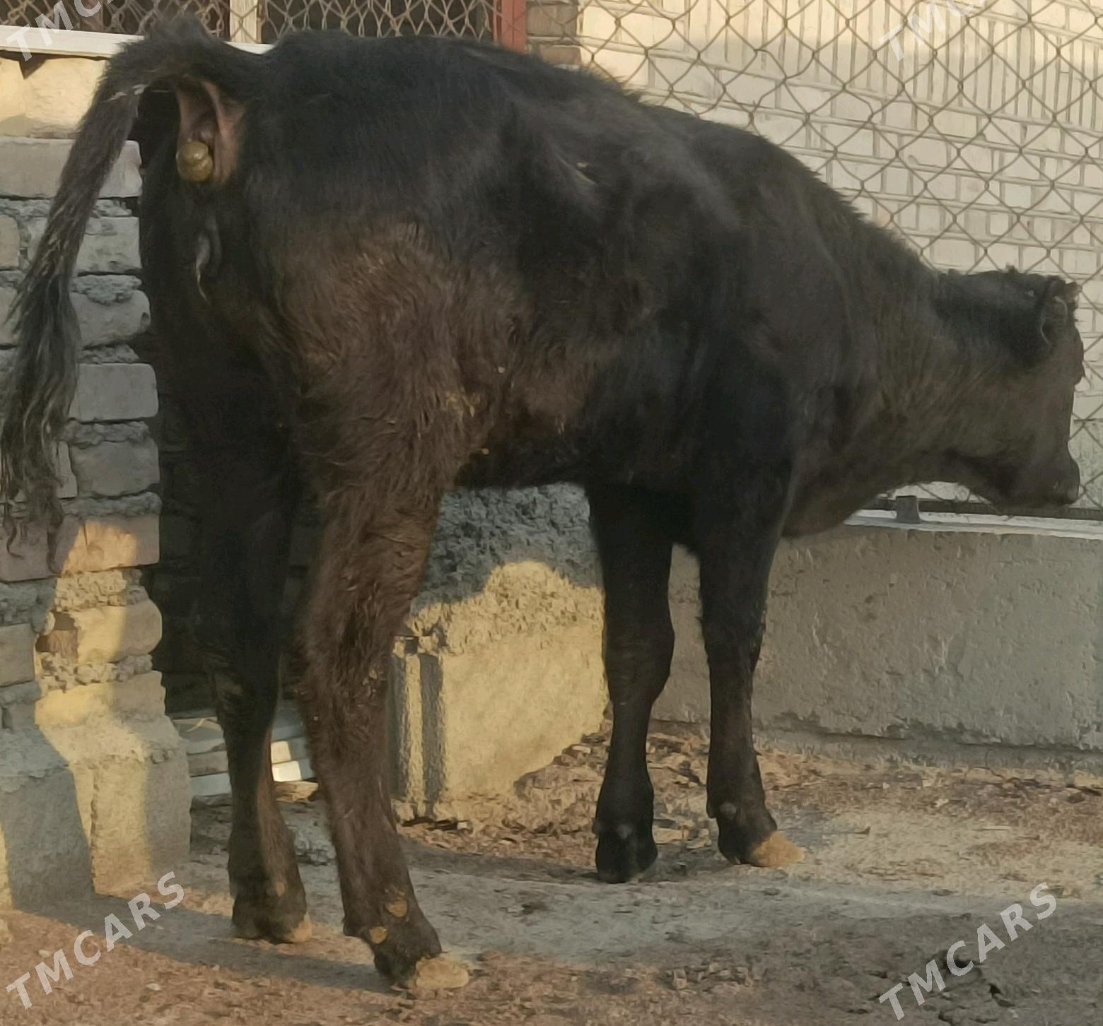 gbirit - Bäherden - img 2