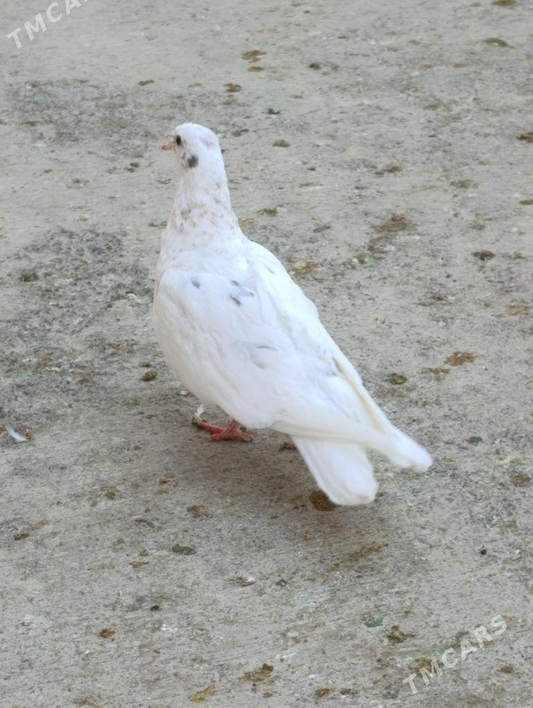 kepdery - 11 mkr - img 8