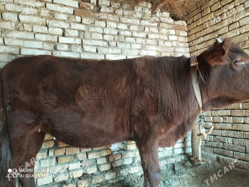 Gulajyn - Baýramaly - img 4