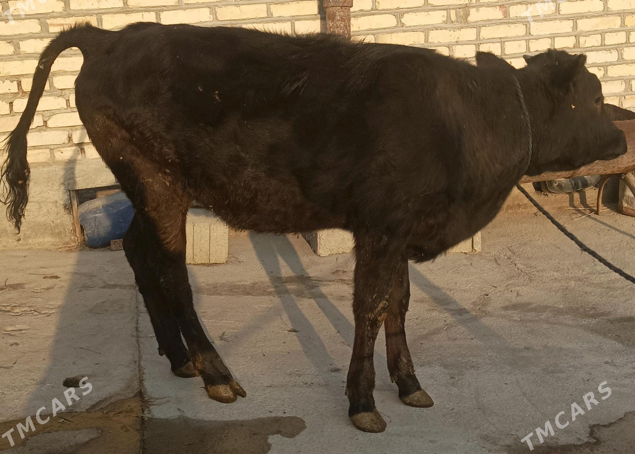 gbirit - Bäherden - img 1