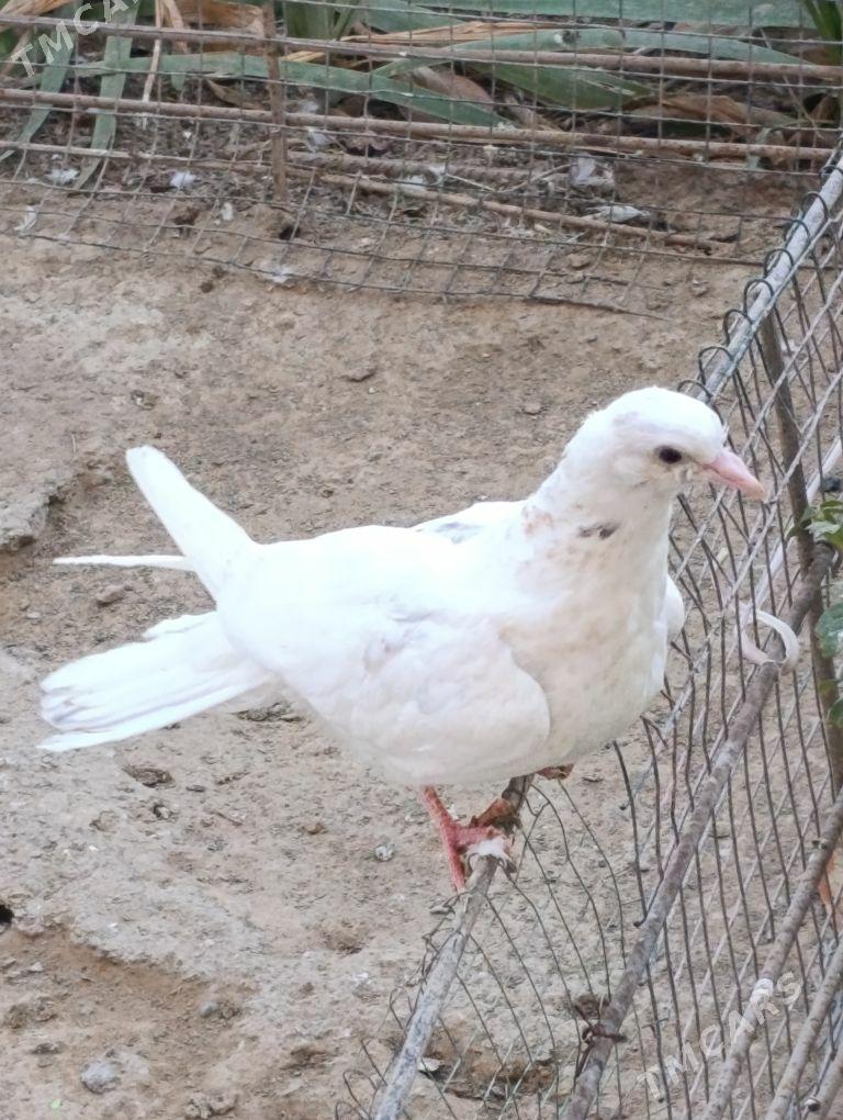 kepdery - 11 mkr - img 5