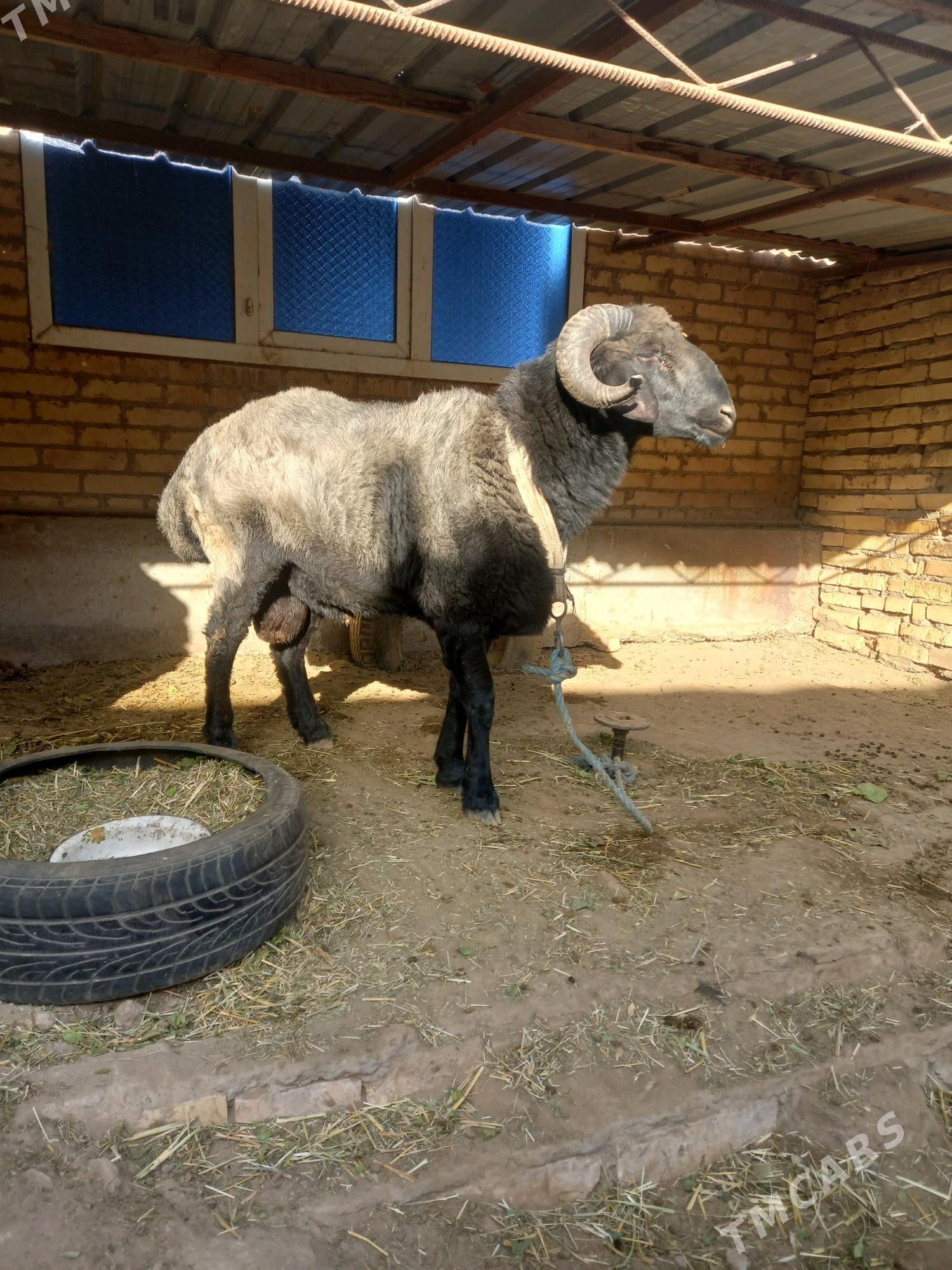 Gockar. - Туркменабат - img 5