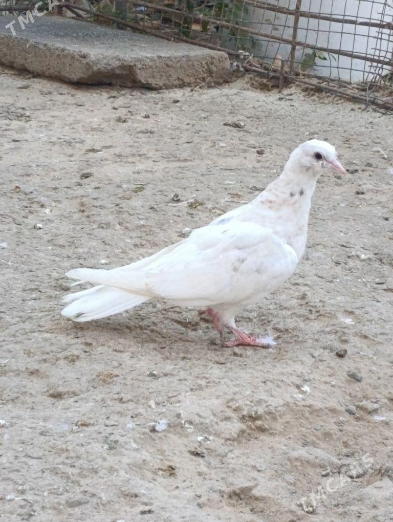 kepdery - 11 mkr - img 6