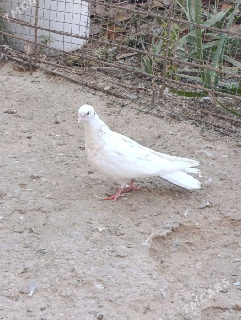 kepdery - 11 mkr - img 3