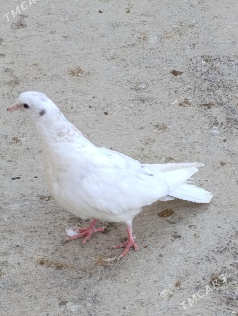 kepdery - 11 mkr - img 7