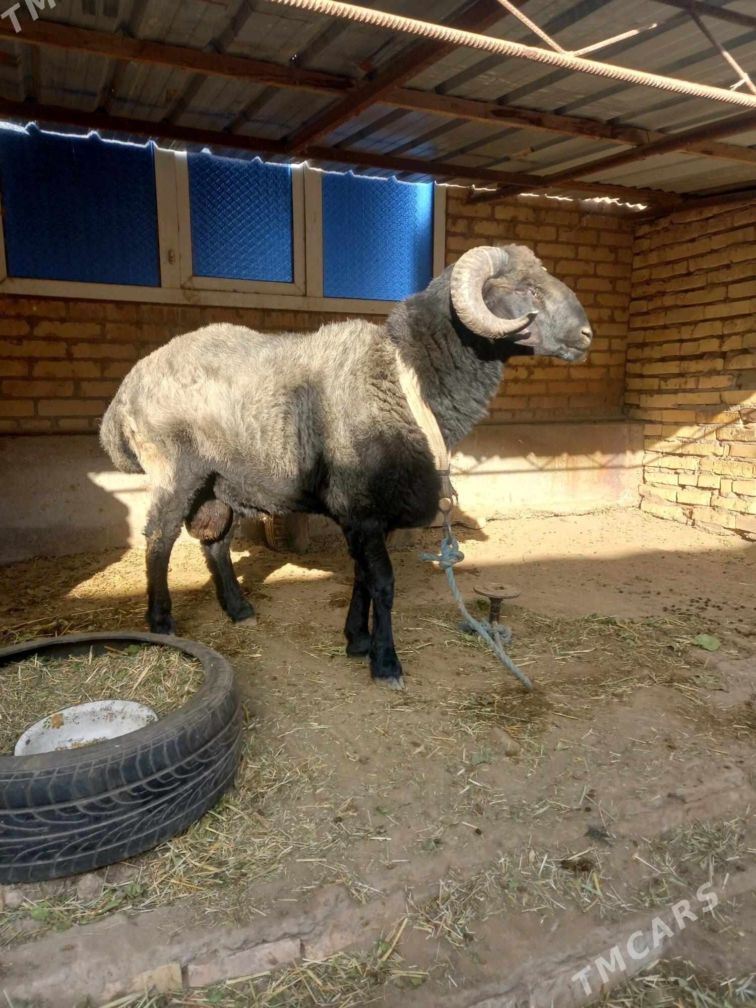 Gockar. - Туркменабат - img 6