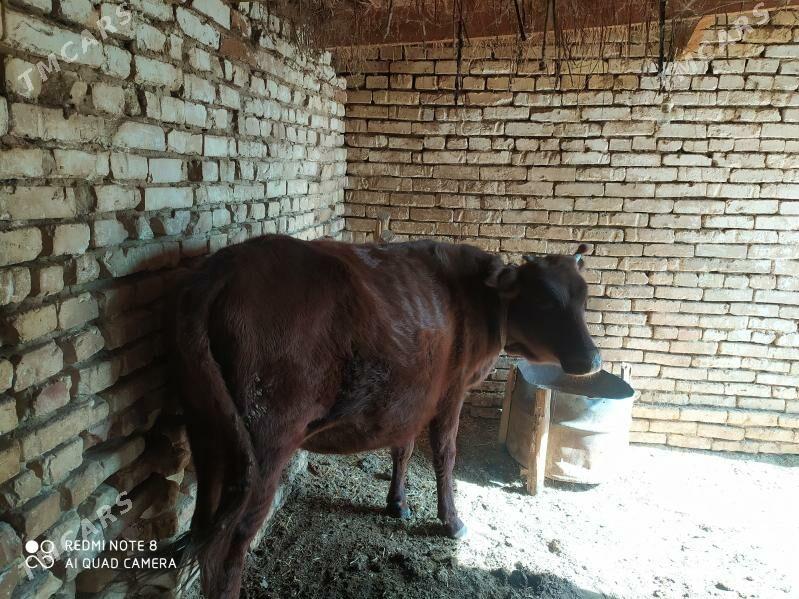 Gulajyn - Baýramaly - img 2