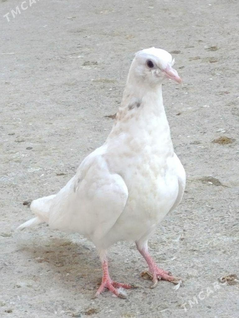 kepdery - 11 mkr - img 10