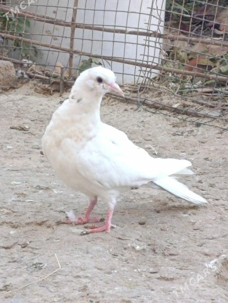 kepdery - 11 mkr - img 2