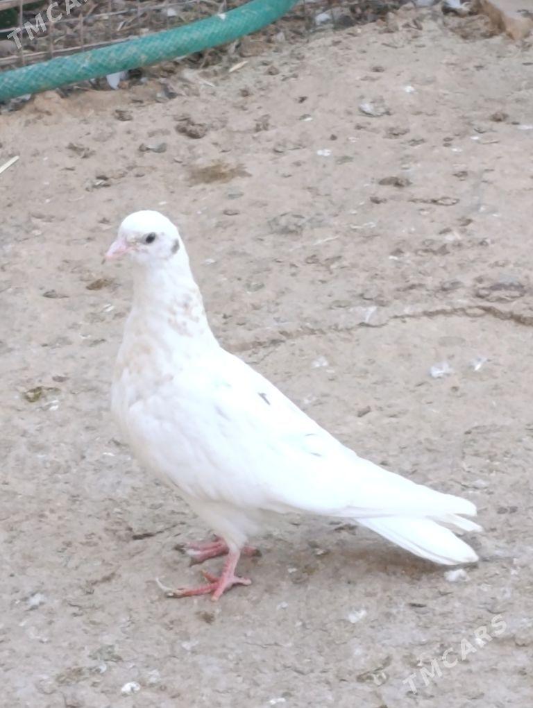 kepdery - 11 mkr - img 9