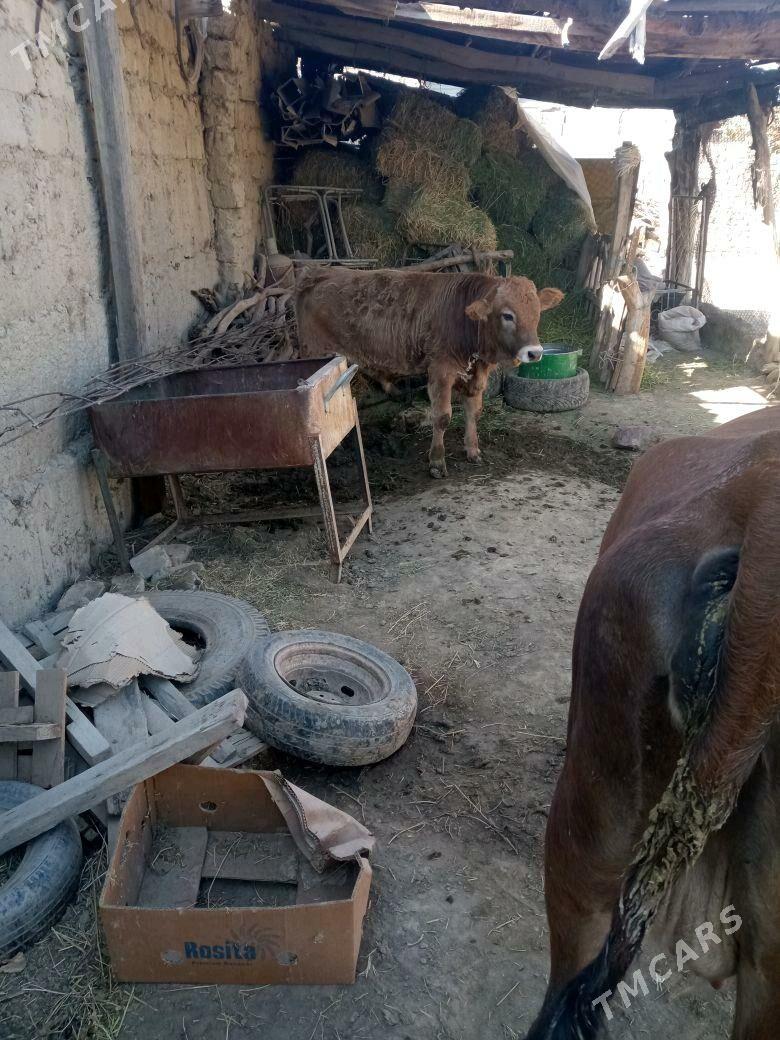 okuz - Änew - img 2