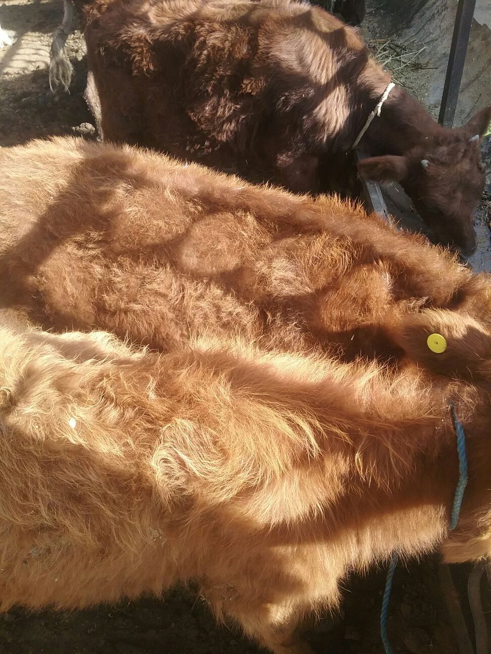 öküzçe. - Ак-Бугдайский этрап - img 3