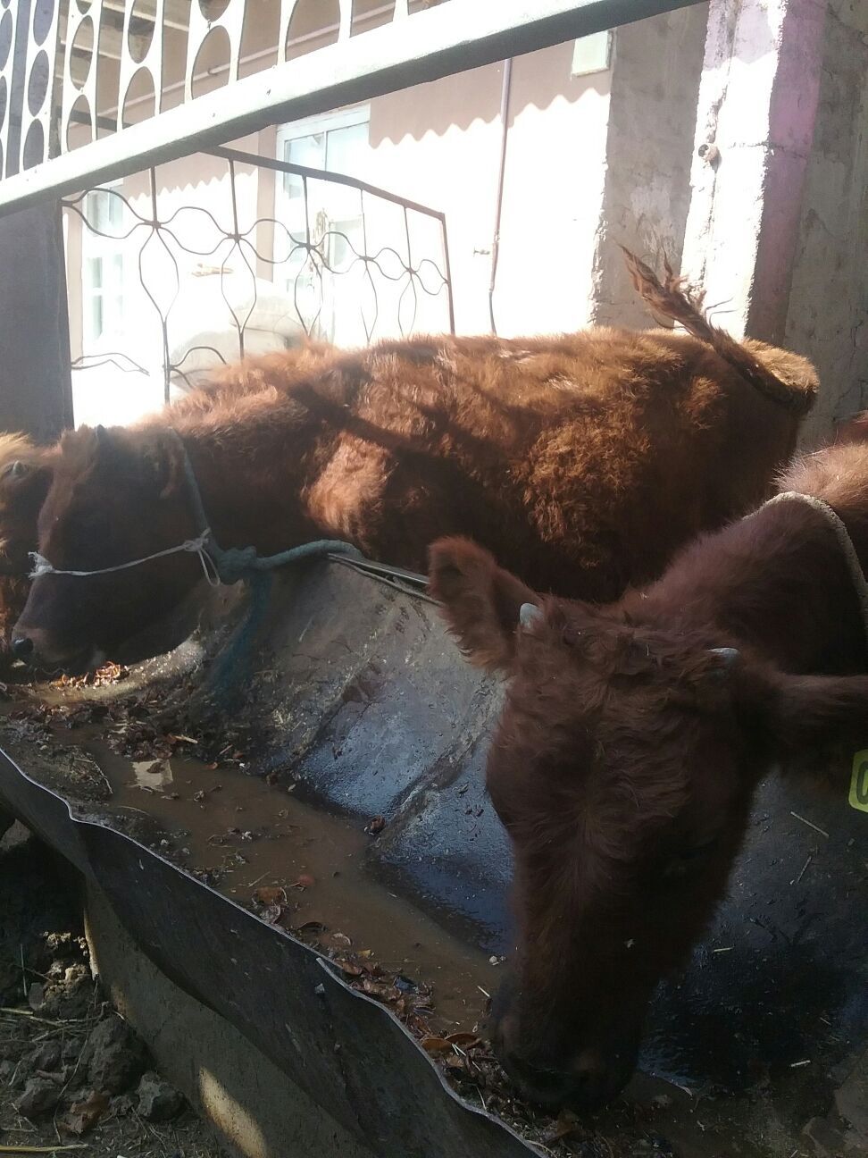 öküzçe. - Ак-Бугдайский этрап - img 2