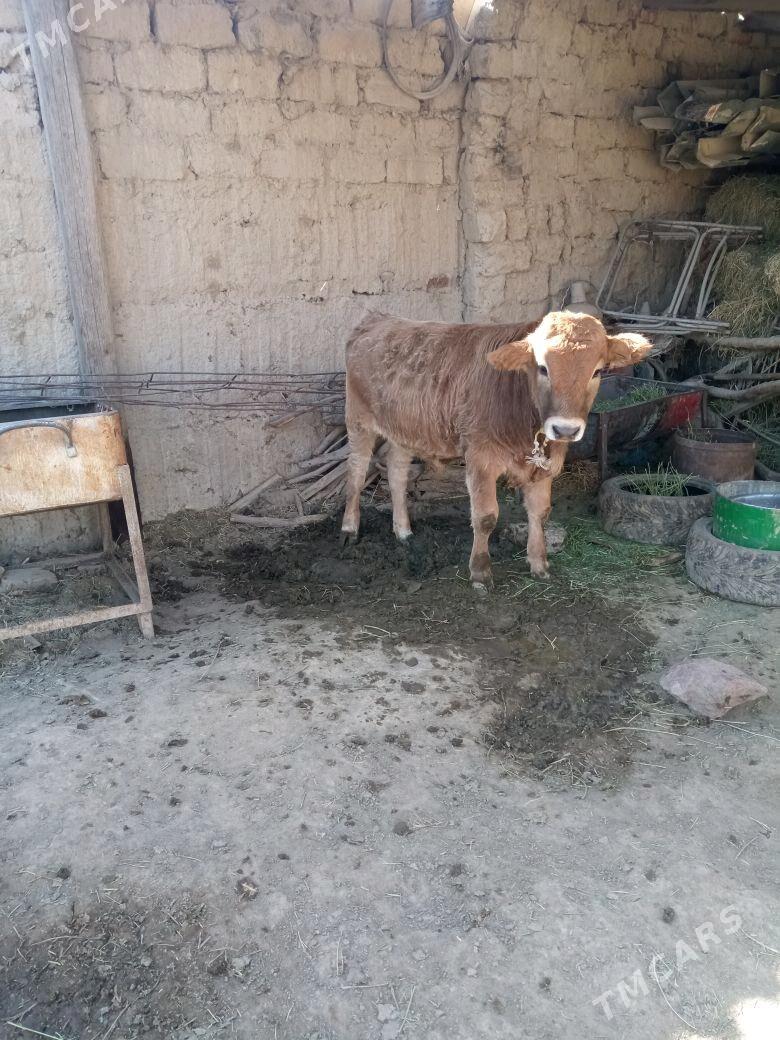 okuz - Änew - img 3