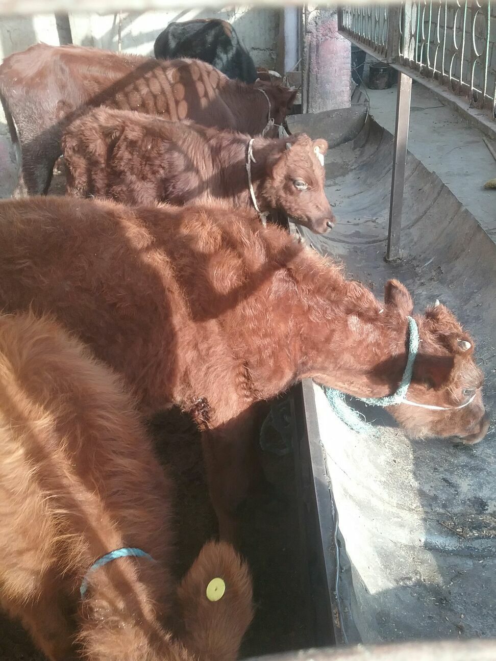 öküzçe. - Ак-Бугдайский этрап - img 1