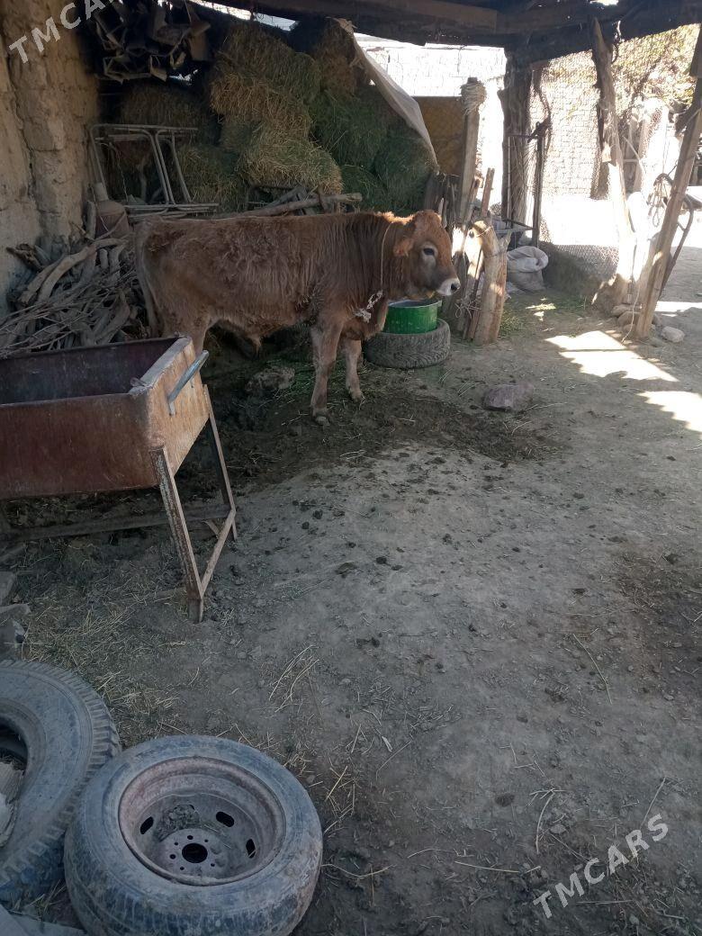 okuz - Änew - img 5